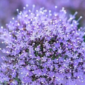 Trachelium caeruleum - Cérnakürt "Lake Michigan BLUE" (min. 20 szem)