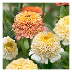 Zinnia elegans - Rézvirág "Cresto! Peaches & Cream" (min 20 szem)