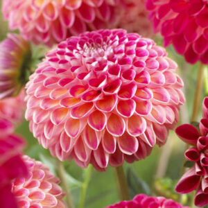 Dália "Kenora Fireball" (1 db)