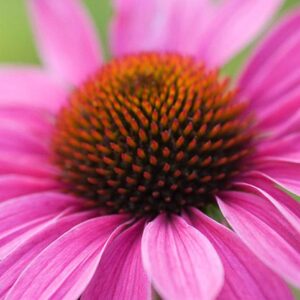 Echinacea purpurea - Kasvirág "Primadonna deep rose" (min. 20 szem)