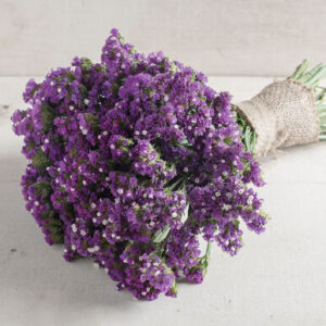 Limonium sinuatum - Sóvirág "QIS Purple" (min. 20 szem)