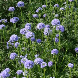 Gilia leptantha (min. 50 szem)