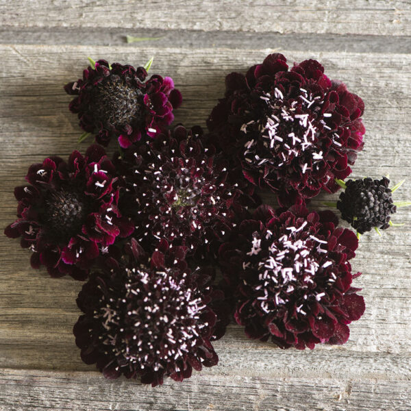 Scabiosa antropurpurea - Csillagos ördögszem "Black Knight" (min. 20 szem)