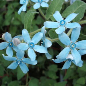Tweedia coerulea - Oxypetalum - Heavenly blue (min. 10 szem)