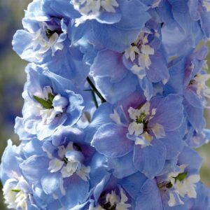 Delphinium elatum - Évelő szarkaláb "Magic Fountains Sky Blue" (min. 20 szem)