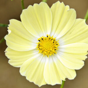 Cosmos bipinnatus - Pillangóvirág "Xanthos" (min. 20 szem)
