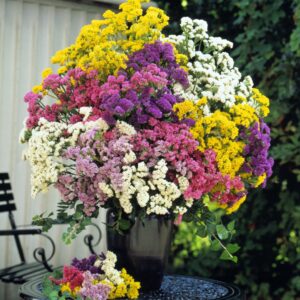 Limonium sinuatum - Sóvirág "Forever MIX" (min. 20 szem)