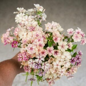 Phlox drummondii - Egynyári flox "Creme Brulee" (min. 20 szem)