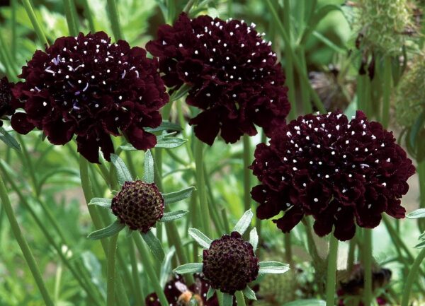 Scabiosa antropurpurea - Csillagos ördögszem "Black Knight" (min. 20 szem) - Image 2