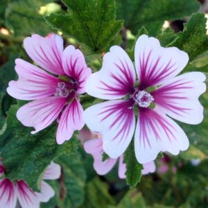 Malva sylvestris - Erdei mályva "Zebrina" (min. 20 szem)