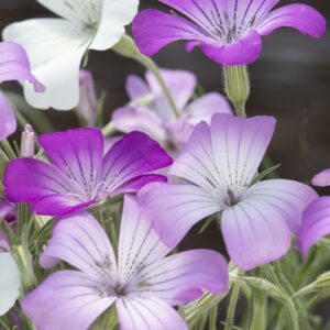 Agrostemma gracilis - Vetési konkoly "Queen Mix" (min. 20 szem)