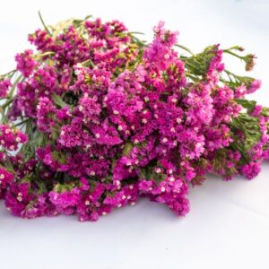 Limonium sinuatum - Sóvirág "QIS Rose" (min. 20 szem)