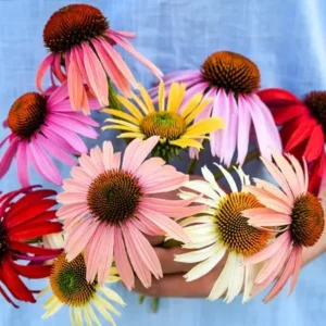 Echinacea purpurea - Kasvirág "Paradiso MIX- magas" (min. 20 szem)