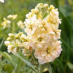 Matthiola incana - Nyári viola "Anytime Yellow" (min. 20 szem)