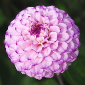 Dália "Genova" (1 db)