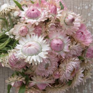 Helichrysum bracteatum - Szalmarózsa "Silvery Rose" (min. 20 szem)