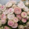 Helichrysum bracteatum - Szalmarózsa "Silvery Rose" (min. 20 szem) - Image 2