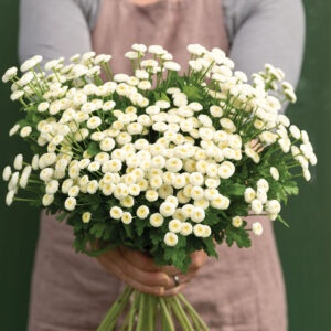 Tanacetum parthenium - Őszi margitvirág "Vegmo Snowball" (min. 20 szem)