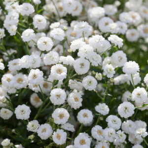 Achillea ptarmica - kenyérbél cickafark "Pearl" (min. 100 szem)