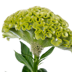 Celosia argentea - Tarajos celózia "Act Verda" (min. 20 szem)