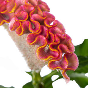Celosia argentea - Tarajos celózia "Act Ziva" (min. 20 szem)