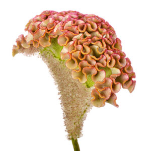 Celosia argentea - Tarajos celózia "Bar Bossa" (min. 20 szem)