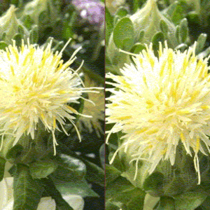 Carthamus tinctorius - Sáfrányos szeklice "White grenade" (min. 20 szem)