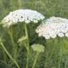 Ammi visnaga "Green Mist, The Giant" (min. 100 szem) - Image 3