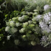 Ammi visnaga "Green Mist, The Giant" (min. 100 szem) - Image 2