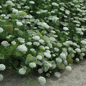 Ammi visnaga "Green Mist, The Giant" (min. 100 szem)