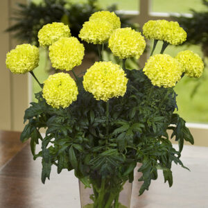 Tagetes erecta - Büdöske "Nosento Limegreen" (min. 30 szem)
