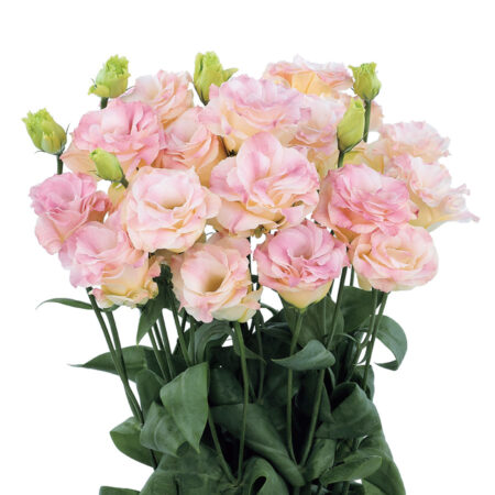 Aube Champagne (7 db liziantusz palánta)