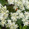 Euphorbia marginata - Kutyatej "Early snow" (min. 20 szem) - Image 2