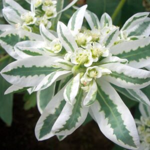 Euphorbia marginata - Kutyatej "Early snow" (min. 20 szem)