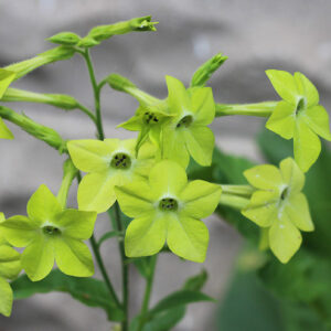 Nicotiana alata - Dohányvirág "Lime green" (min. 50 szem)