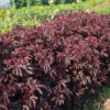 Hibiszkusz (Hibiscus acetosella) - Mahogany Splendor (min. 10 szem)