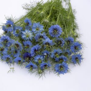 Nigella damascena - Borzaskata "Miss Jekyll Sky Blue" (min. 30 szem)