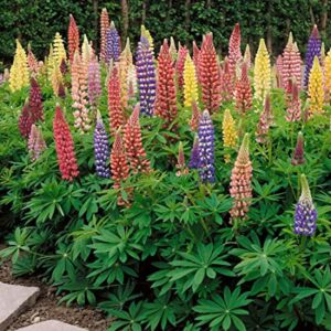 Lupinus polyphyllus - Csillagfürt "Russel MIX" (min. 20 szem)