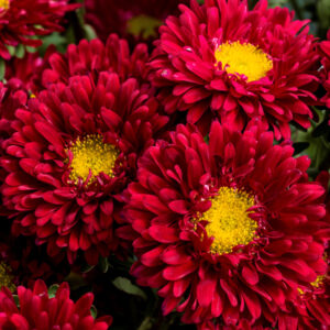 Callistephus chinensis / Aster - Őszirózsa "Matsumoto Scarlet" (min. 30 szem)
