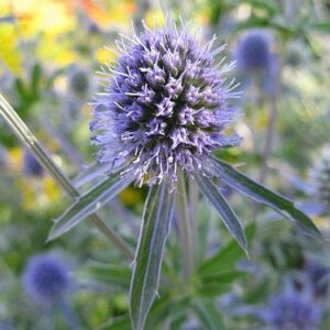 Eryngium planum - Kék iringó "Blue Glitter" (min. 20 szem)
