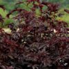 Hibiszkusz (Hibiscus acetosella) - Mahogany Splendor (min. 10 szem) - Image 3