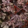 Hibiszkusz (Hibiscus acetosella) - Mahogany Splendor (min. 10 szem) - Image 2
