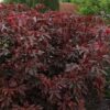 Hibiszkusz (Hibiscus acetosella) - Mahogany Splendor (min. 10 szem) - Image 4