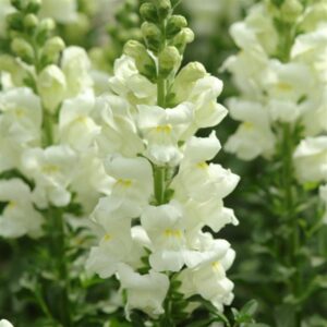 Antirrhinum majus - Tátika "Potomac Ivory White F1" (min 20 szem)
