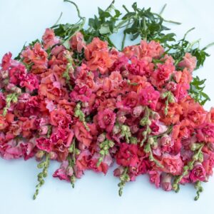 Antirrhinum majus - Tátika "Madame Butterfly Cherry Bronze" (min 20 szem)