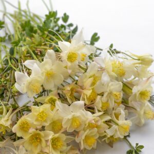 Aquilegia vulgaris - Harangláb "Kristall" (min. 20 szem)