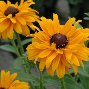 Rudbeckia hirta - Kúpvirág "Goldilocks" (min. 20 szem)