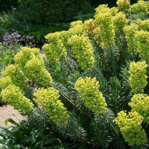 Euphorbia characias subsp. Wulfenii GOLD N. - Velencei kutyatej (min. 10 szem)
