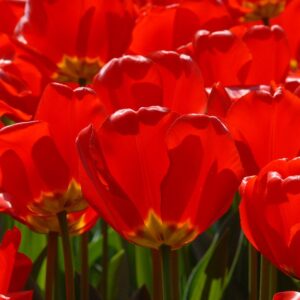 Tulipa "Apeldoorn" - Darwin-hibrid (9 db)