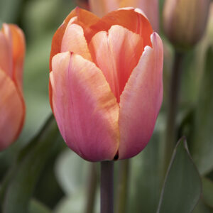 Tulipa "Apricot Impression" - Darwin-hibrid (7 db)